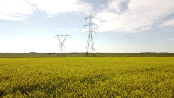 Tracking Shot Blooming Mustard Seed Field Transformer Towers Connected Electricity — Vídeo de Stock