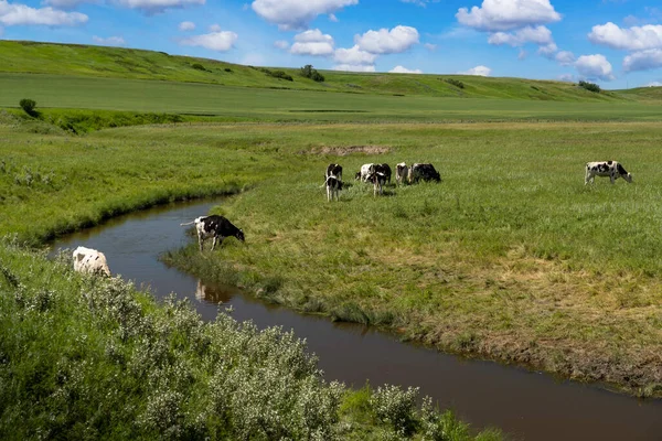 Herd Cattle Grazing Lush Green Meadow Small Creek Heat Wave — 图库照片