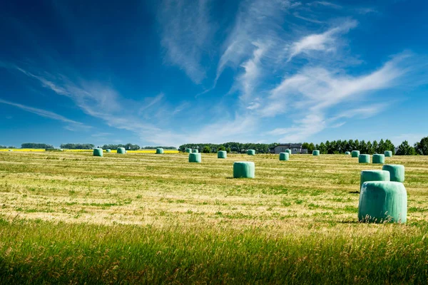 Haylage Bales Wrapped Plastic Fermenting Hay Sit Canadian Prairies Field — Zdjęcie stockowe