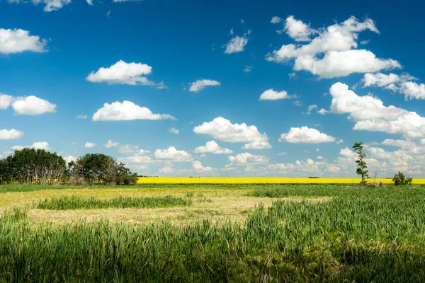 Dried Wet Lands Canadian Prairies Heat Wave Rocky View County — Foto Stock