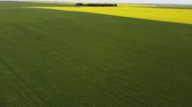 Hava yeşili tarlaları Alberta ovalarında tomurcuklanmış hardal tohumu ile eğiliyor..