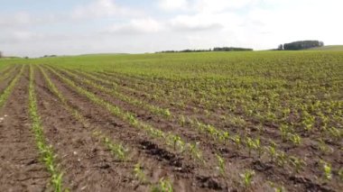 Young crops growing in rows on planted fertile soil on the Canadian prairies.