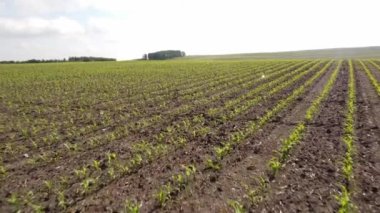 Young crops growing in rows on planted fertile soil on the Canadian prairies.