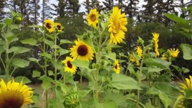 Sunflowers tracking motion at a garden site on a rural property.