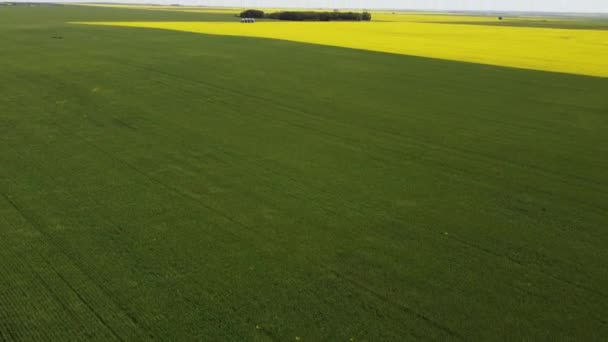 Aerial Green Farm Fields Tilting Shot Mustard Seed Full Bloom — Stock Video