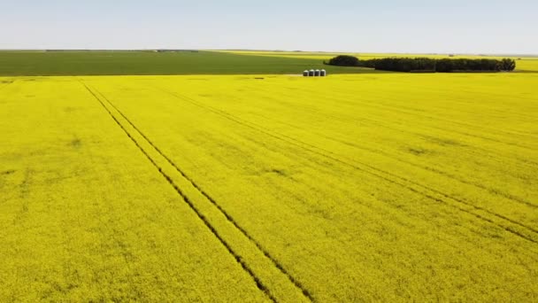 Aerial Mustard Seed Field Sprayer Tracks Canadian Prairies — Vídeos de Stock