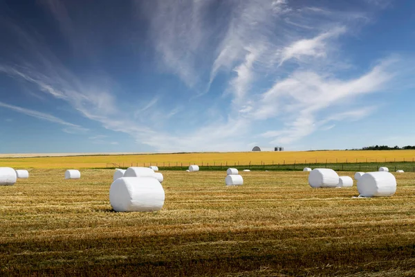 Round hay bales wrapped in white plastic for haylage fermentation on the Canadian prairies in Kneehole County Alberta Canada.