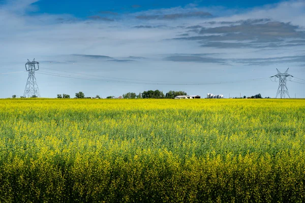 ロッキービュー郡の黄色の菜の花畑に沿って田舎の農場の上に送電線を保持する電気パイロンアルバータ州カナダ — ストック写真