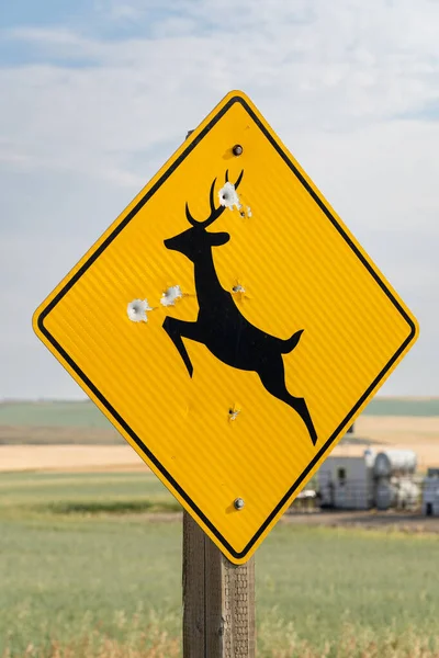 2022年9月5日 加拿大艾伯塔省洛基视图县 卡尔加里市边界附近的一条农村道路上 有枪弹孔的鹿儿交叉口标志 — 图库照片