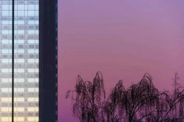 Alberi Fronte Skyscrape — Foto Stock