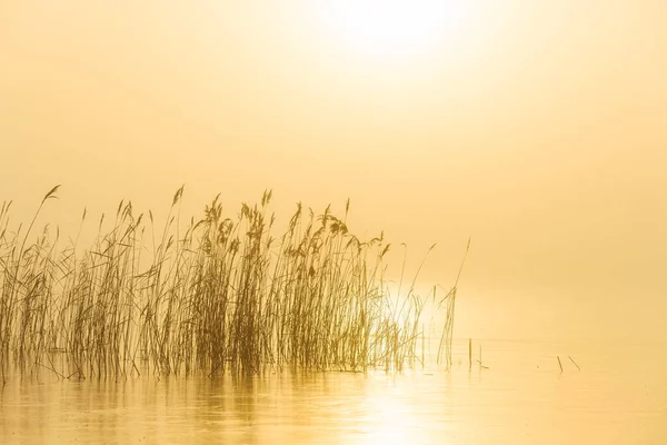 Roseaux Dans Lac Brumeux Lever Soleil — Photo