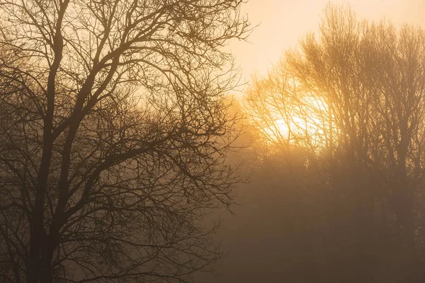スウェーデンの霧深い森の日の出 — ストック写真