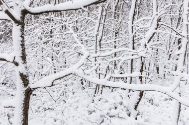 Kış ormanında karla kaplı ağaçlar