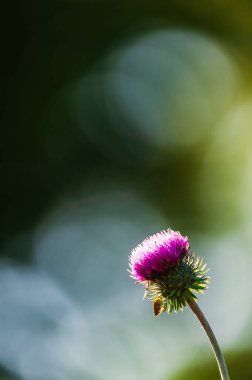 Yumuşak arkaplanlı pembe devedikeni çiçeği