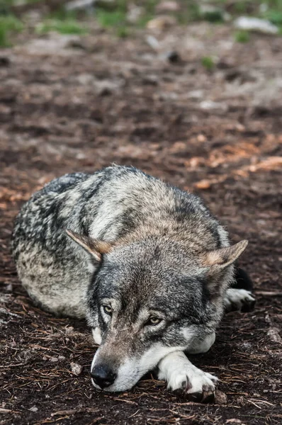 Lobo Gris Canis Lupus —  Fotos de Stock