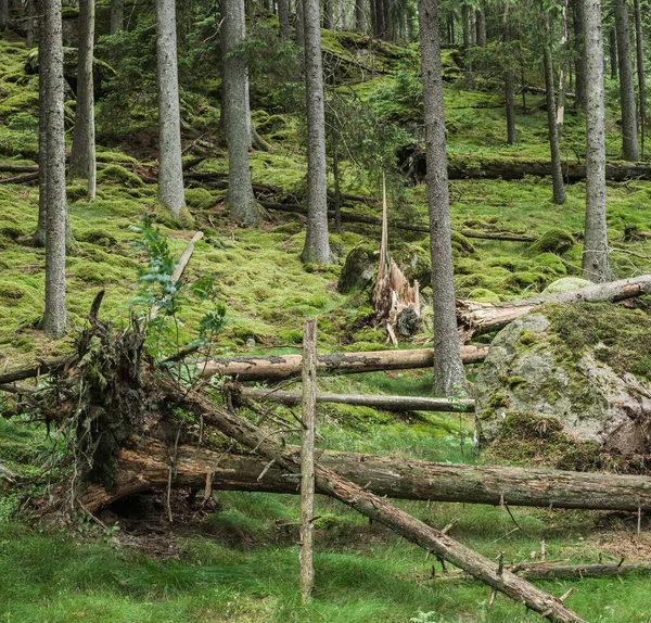 Árboles Caídos Bosque Suecia —  Fotos de Stock
