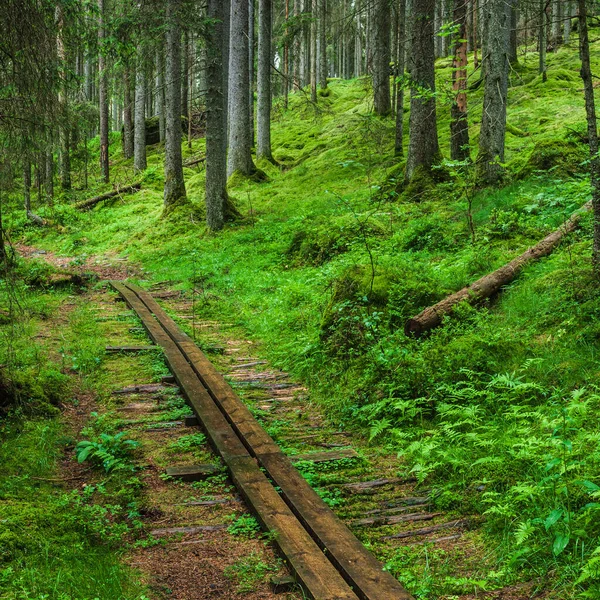 Vandringsled Gröna Skogen — Stockfoto