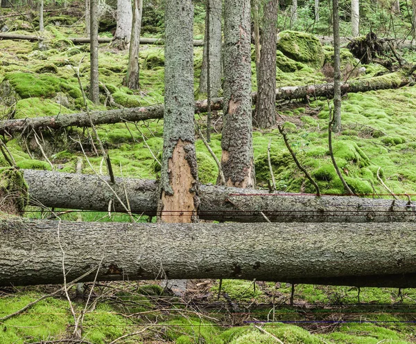 苔むした森の倒木 — ストック写真
