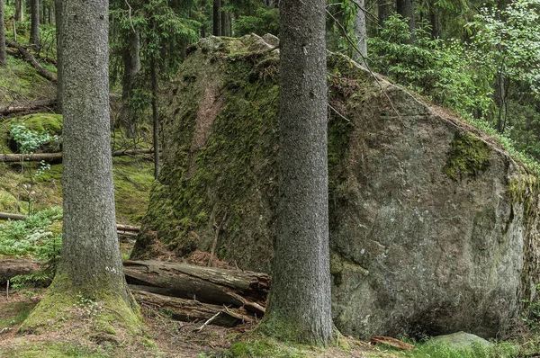 スウェーデンの森の中の大きな岩 — ストック写真