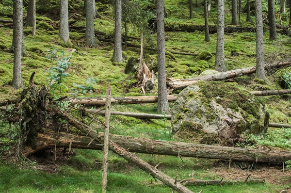 Árboles Caídos Bosque Musgoso —  Fotos de Stock