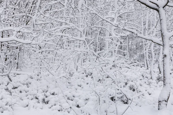 Χιονισμένα Δέντρα Στο Χειμερινό Δάσος — Φωτογραφία Αρχείου