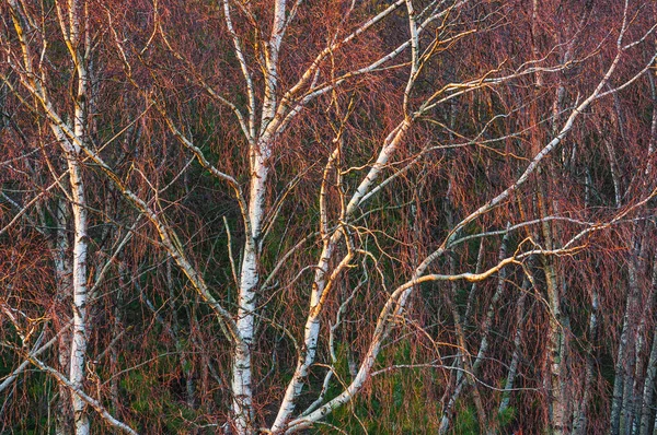 Birken Mit Abendlicht — Stockfoto