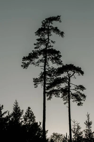 Силуэт Двух Деревьев Лесу — стоковое фото