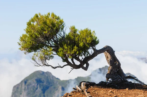 Árvore Curva Acima Das Nuvens Madeira — Fotografia de Stock