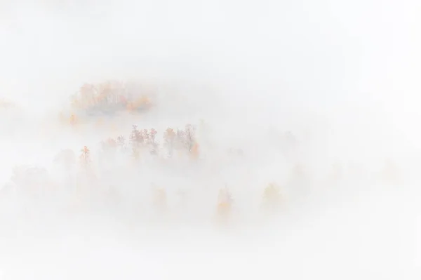 Névoa Floresta Com Cores Outono — Fotografia de Stock