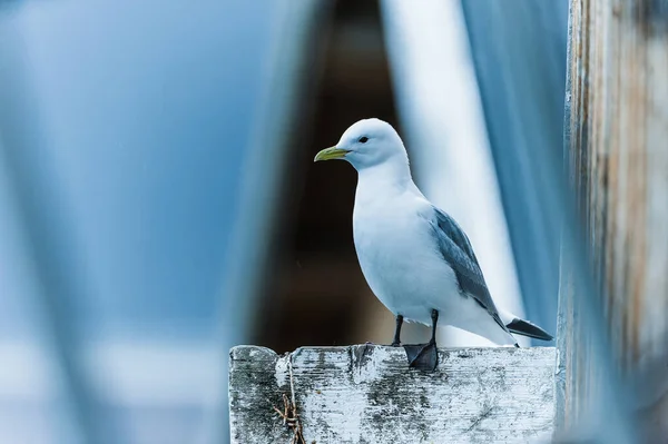 Pássaro Gaivota Perto Noruega — Fotografia de Stock