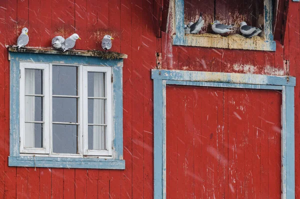 窗户顶上的海鸥 — 图库照片