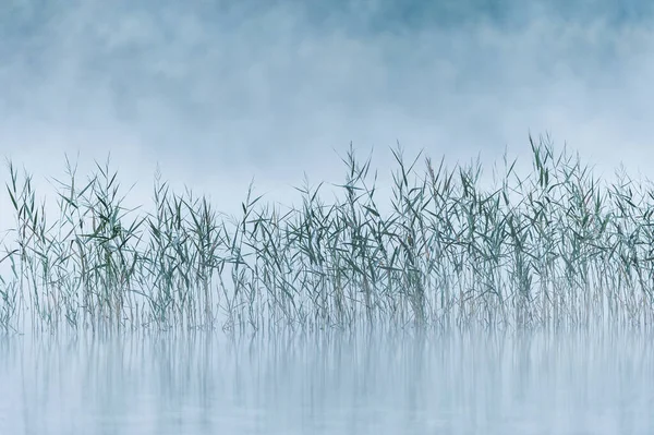 Lac Brumeux Avec Roseaux Suède — Photo