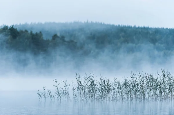 Lac Brumeux Avec Roseaux Suède — Photo