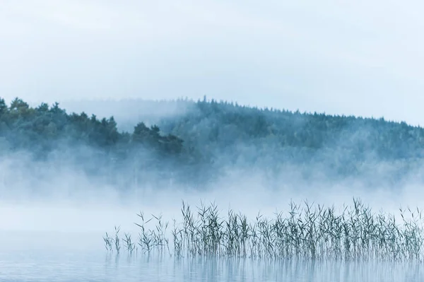 Mlhavé Jezero Rákosím Švédsko — Stock fotografie