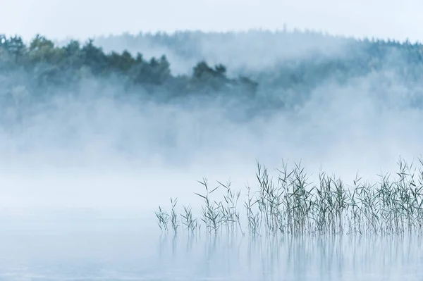 Lac Brumeux Avec Roseaux Suède — Photo