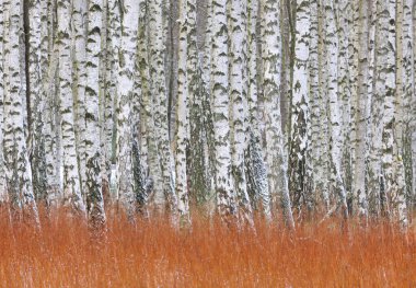 Gümüş huş ağaçları ormanı, İsveç, Avrupa