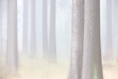 Gölün önünde buz var. İsveç