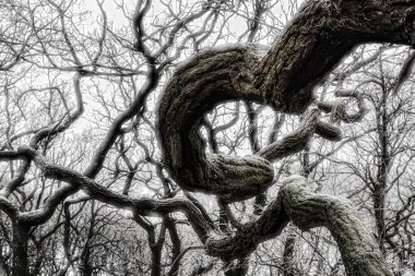 Kışın ağaçların dalları birbirine dolanır.