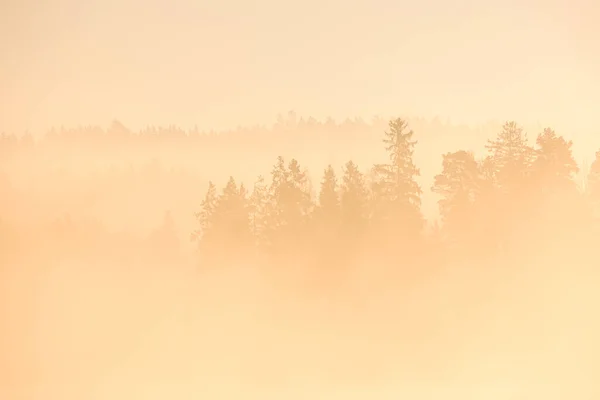 Árbol Niebla Amanecer Suecia —  Fotos de Stock