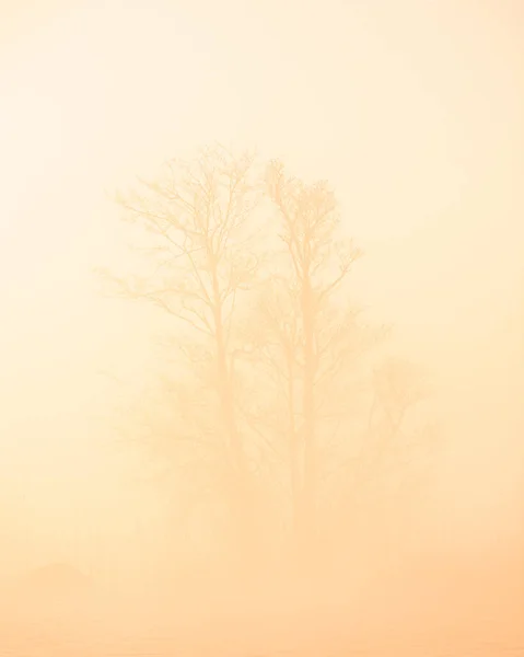 Albero Nella Nebbia All Alba Svezia — Foto Stock