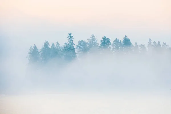 Misty Lake Voor Bomen Zweden — Stockfoto