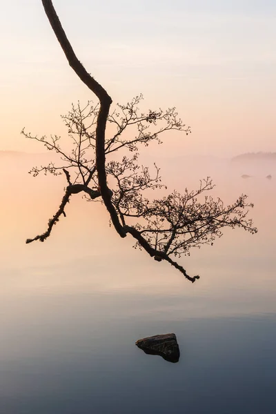 Ramo Árvore Frente Lago Nebuloso — Fotografia de Stock