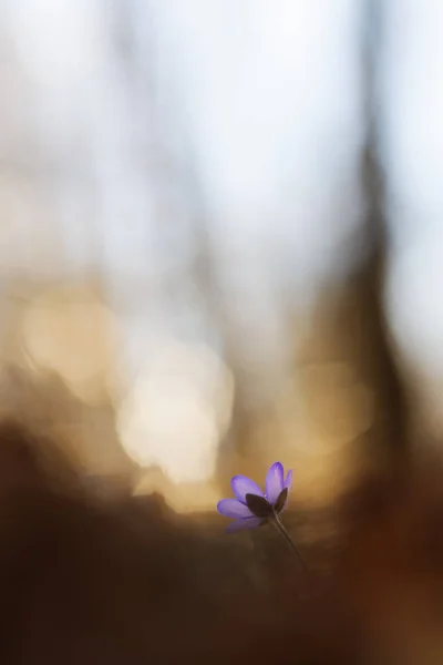 Delicada Flor Púrpura Hepatica Sobre Fondo Borroso Del Bosque —  Fotos de Stock