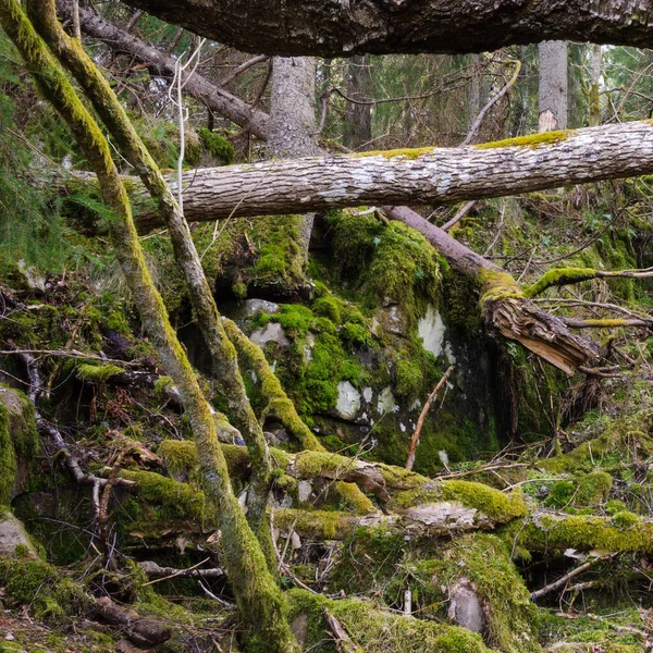 Moss Covered Tree Limbs Halleberg Suecia Europa —  Fotos de Stock