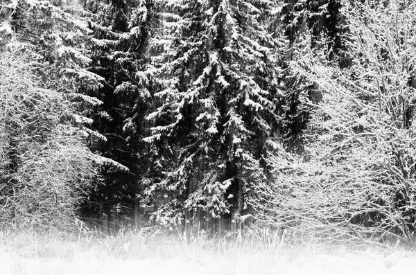 Bellissimo Paesaggio Con Alberi Neve — Foto Stock