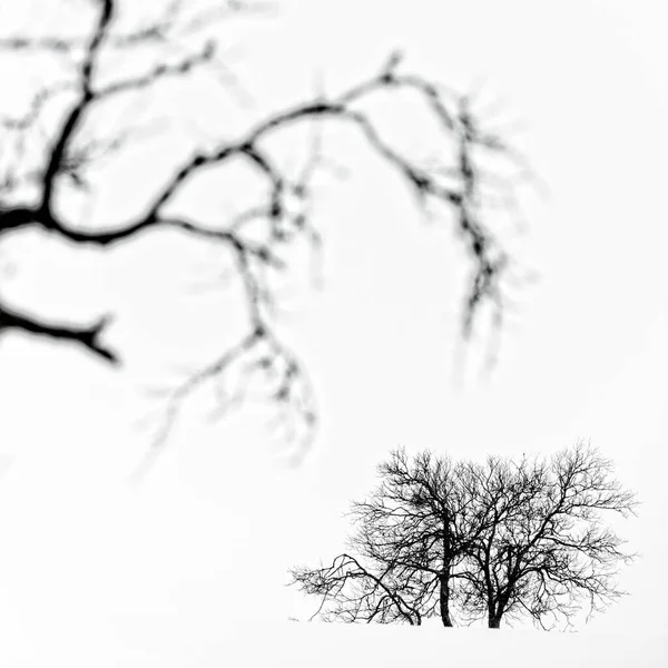 Branches Arbres Floues Contre Ciel Nuageux — Photo