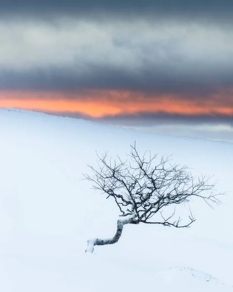 Árvore Torcida Paisagem Inverno — Fotografia de Stock