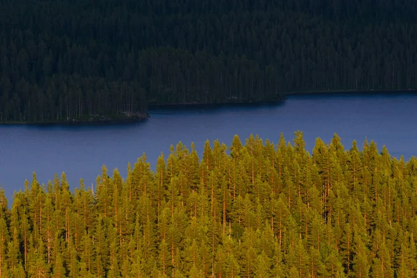 Árboles Lago Pilkalampinoppi Suecia — Foto de Stock