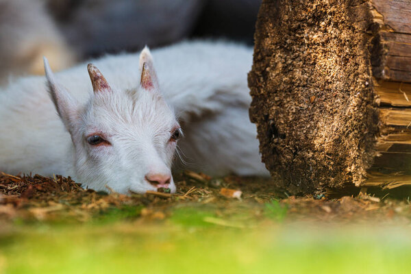Young goat lying next to a log