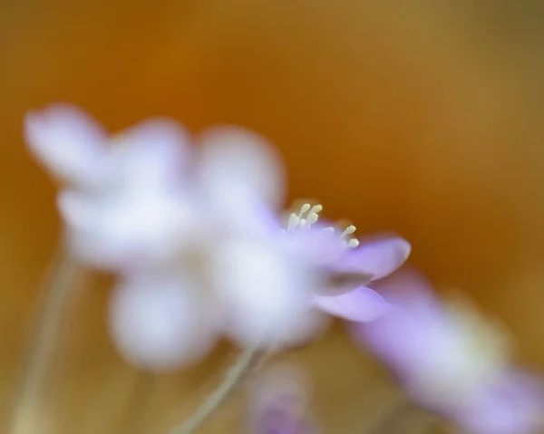 Frecuentes Hepatica Anemone Hepatica Close Suecia —  Fotos de Stock